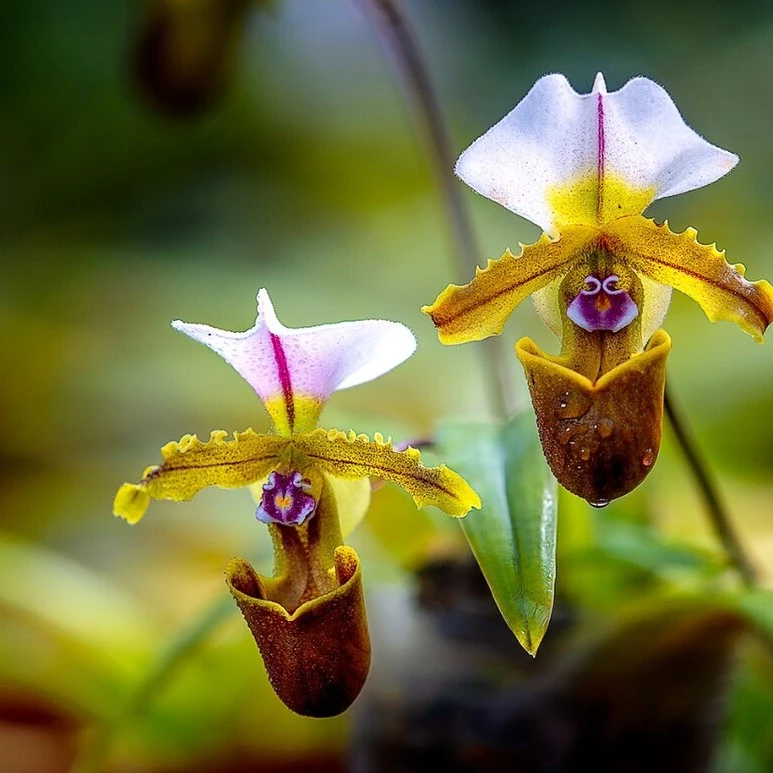室内懒人小型盆栽青蛙兜兰兰花