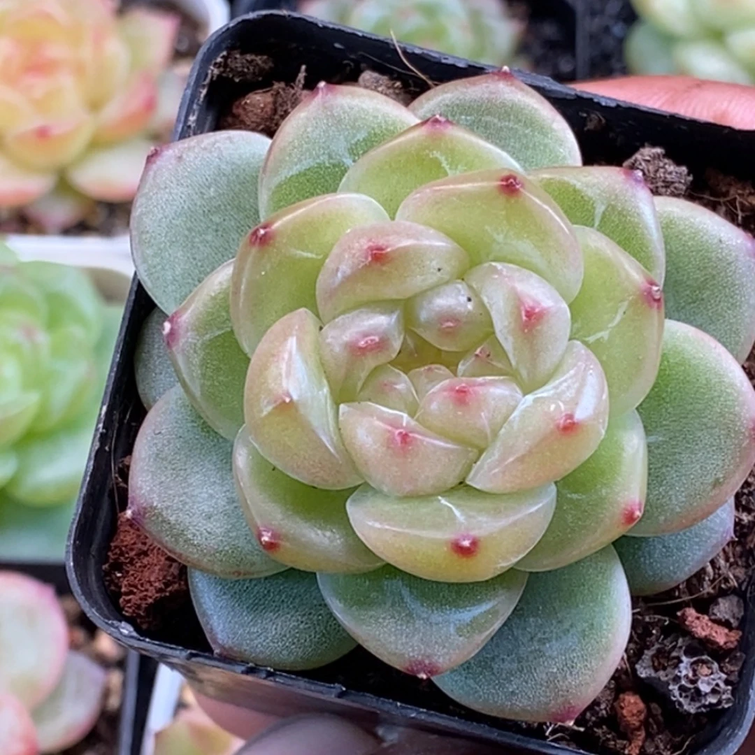 天官赐福百无禁忌