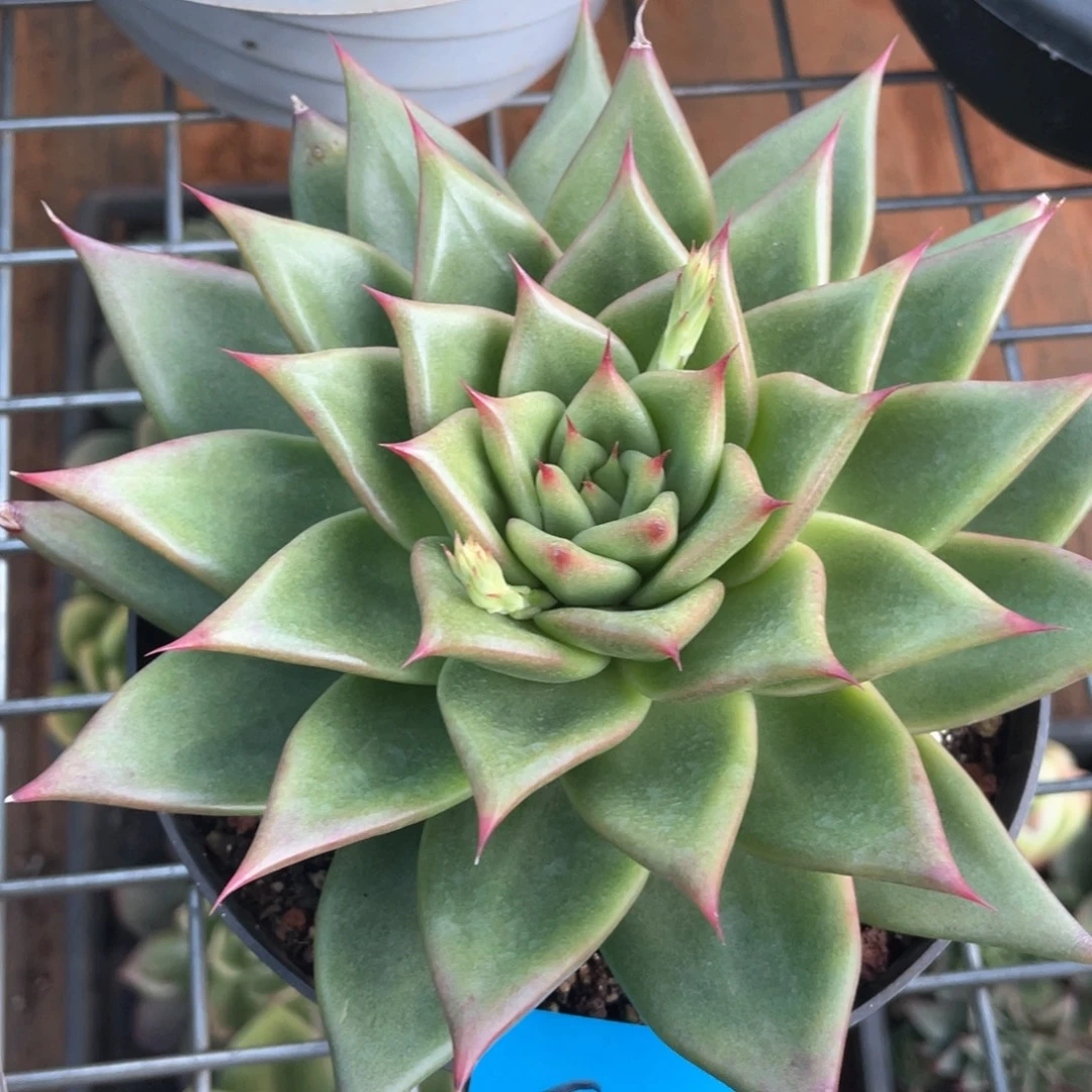 多肉植物多肉植物0672