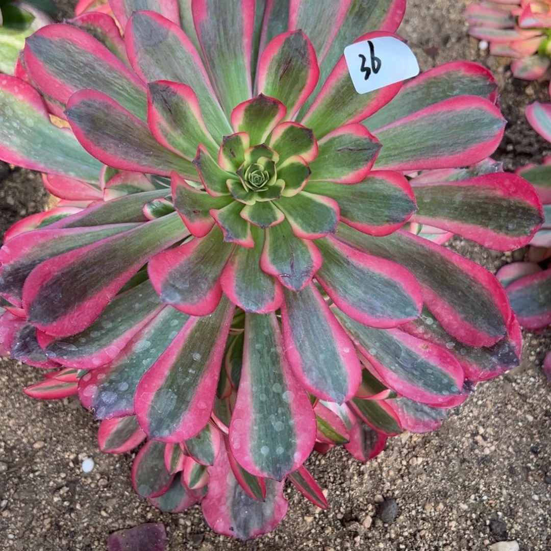 36桃夭多肉植物一