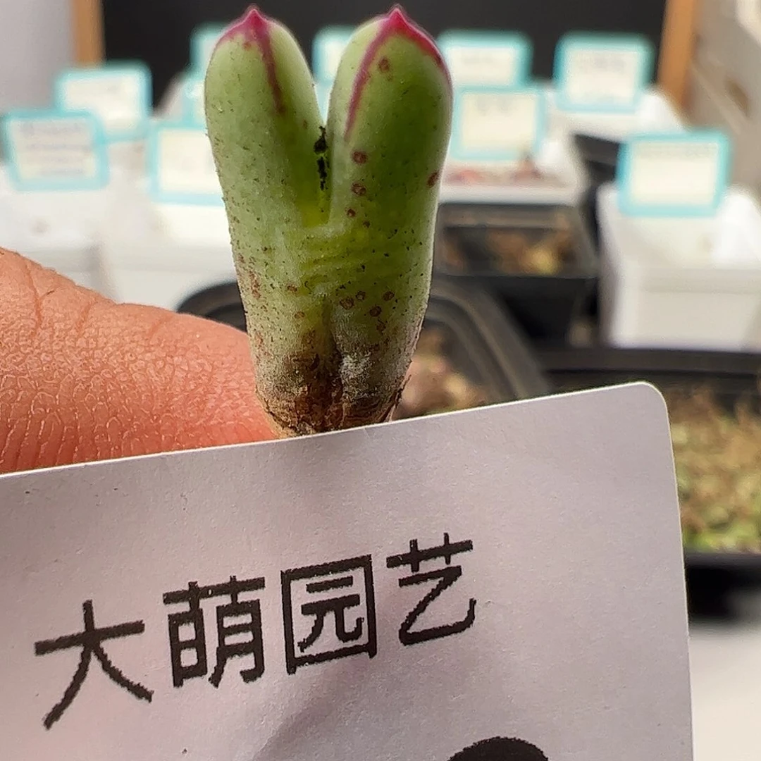 0000749 一物一拍……