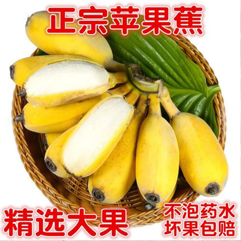 正宗广西苹果蕉新鲜粉蕉当季水果香甜软糯自然熟香蕉香甜可口