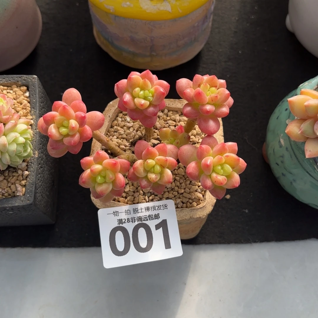 香格里拉无盆土发货