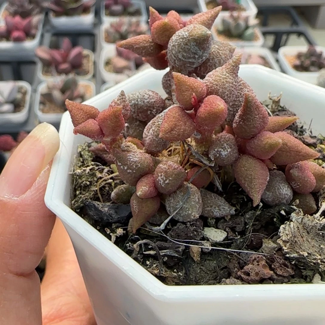 ?****小辣椒。