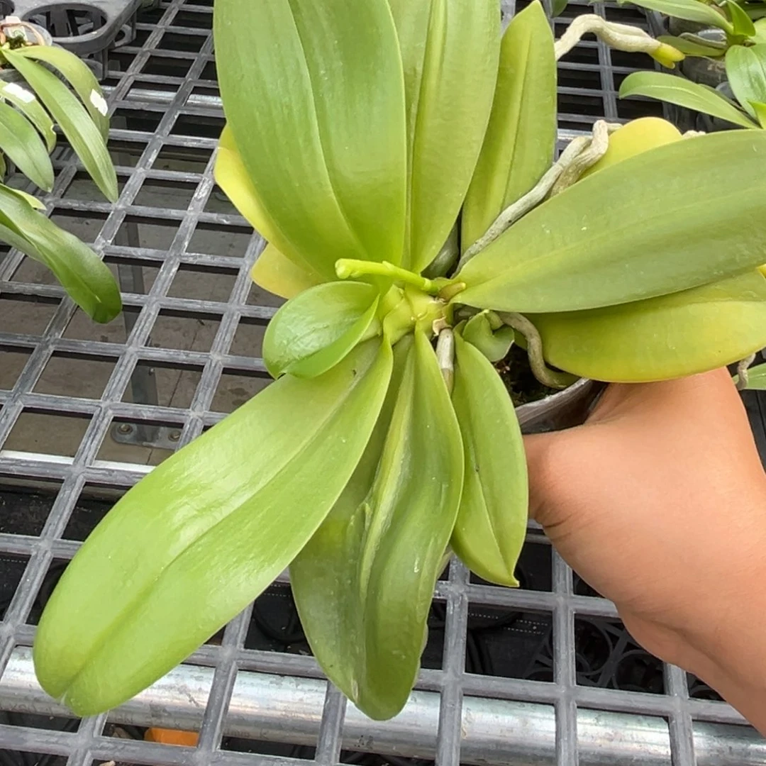 y***u大部分花苞少量开放