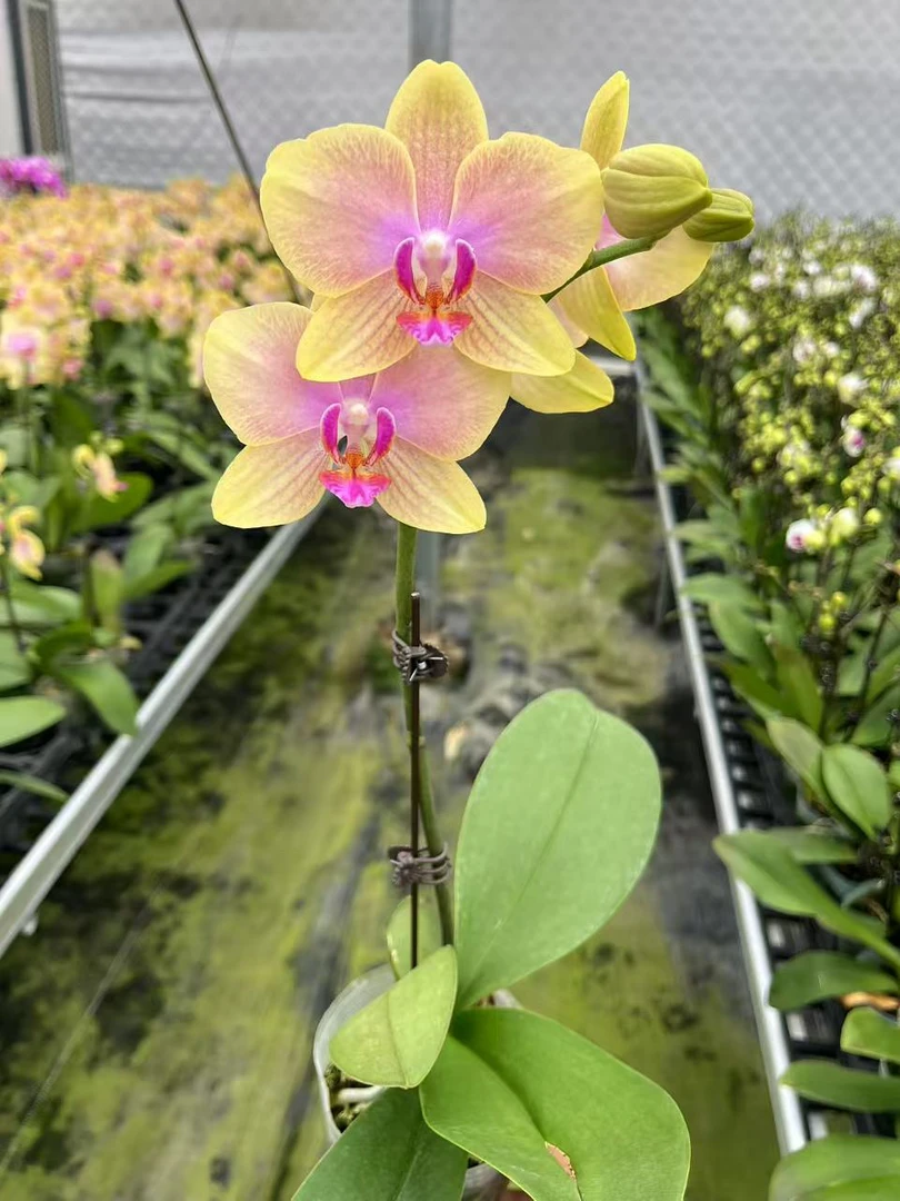 风和日丽蝴蝶兰，单颗