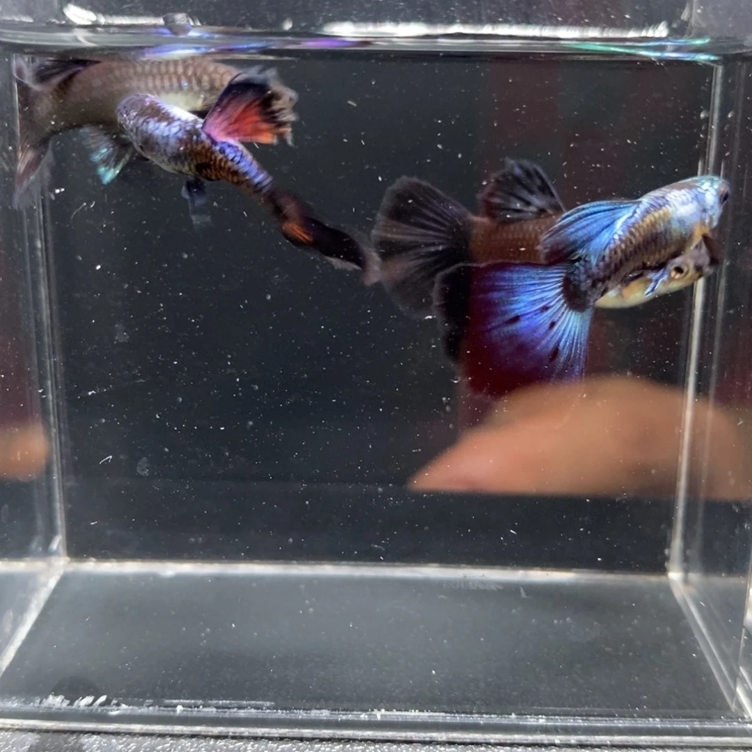 孔雀鱼圣罗兰两对尾巴微瑕