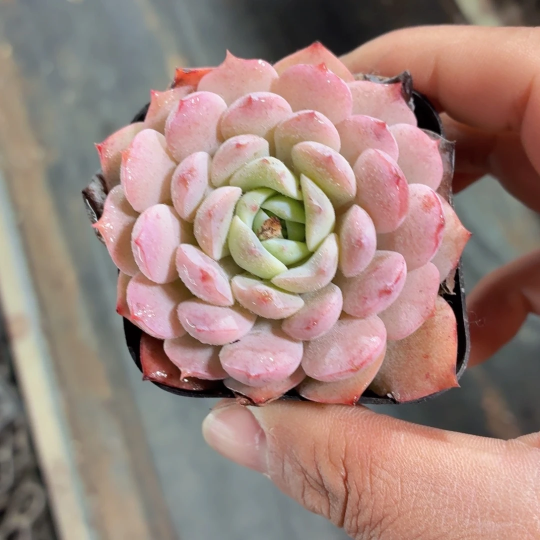 恩宠多肉9.9包邮发货