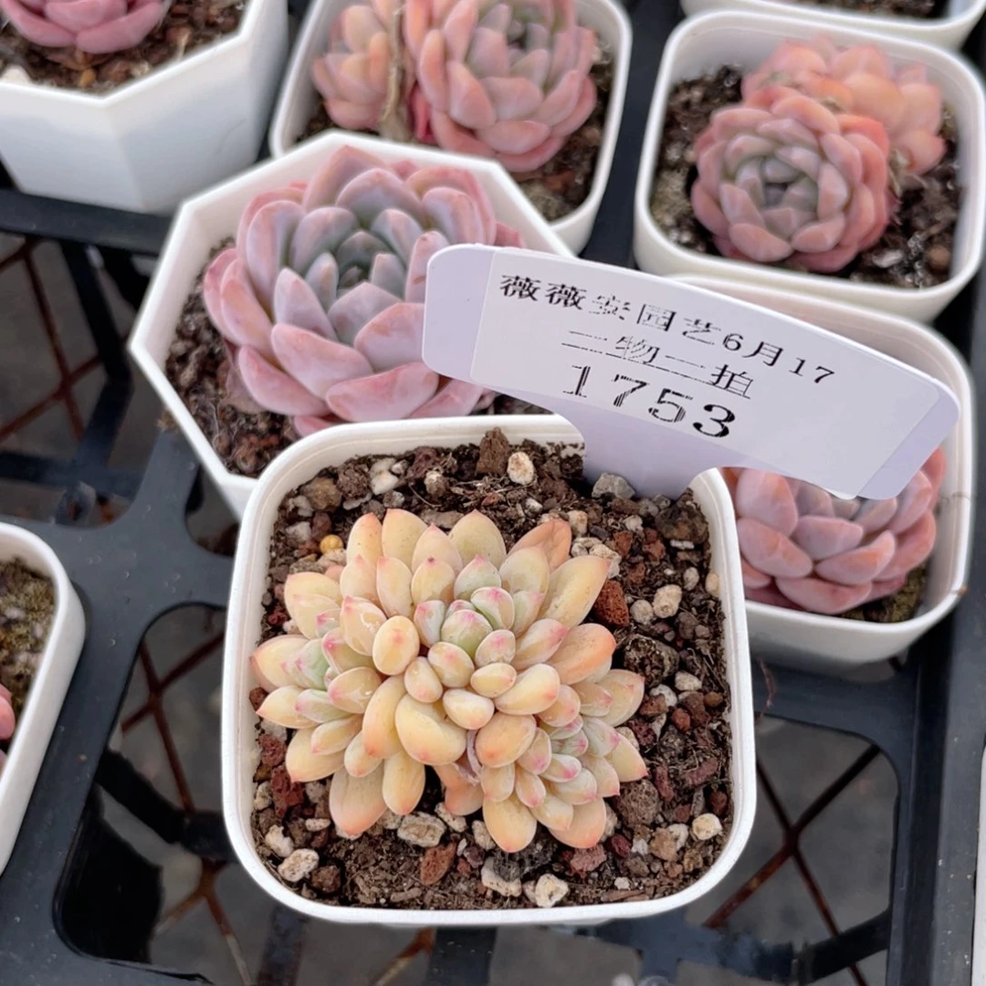 薇薇安园艺多肉1753