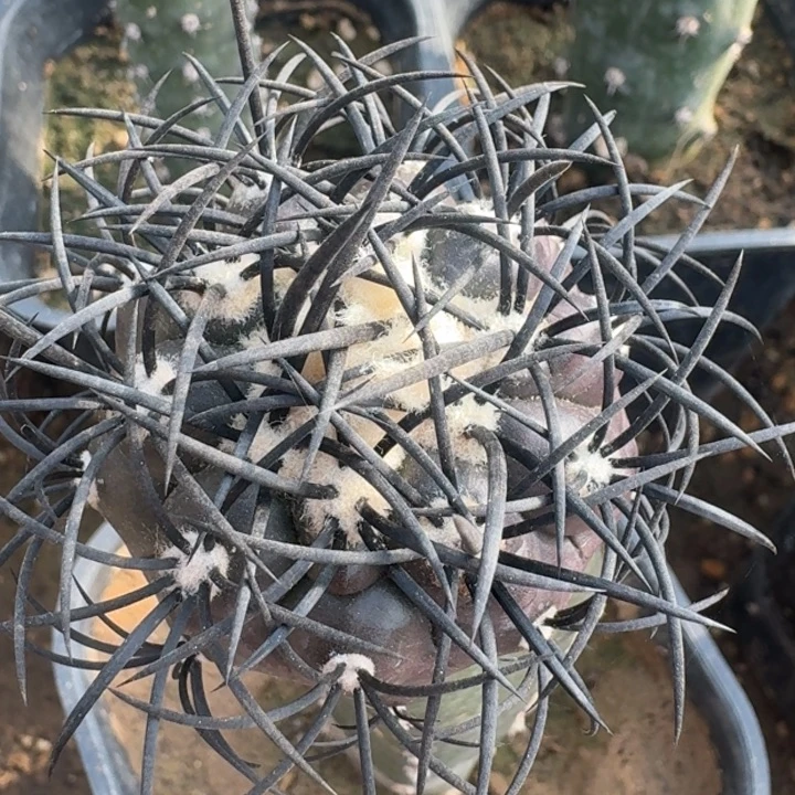 栗星玉，一代侧芽嫁接666666