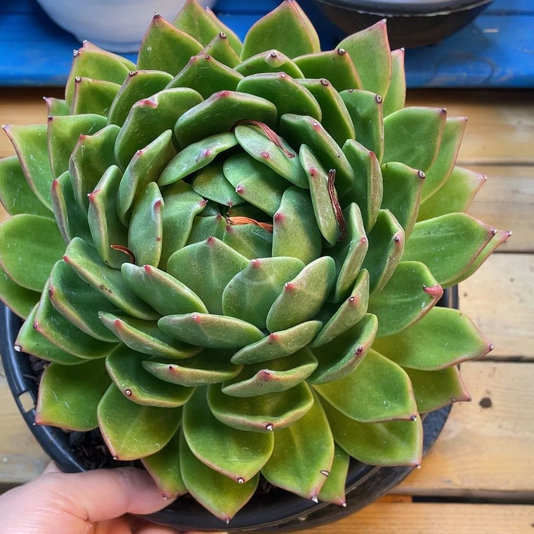 007 包脸大冠服 东云杂 一物一拍 精品多肉