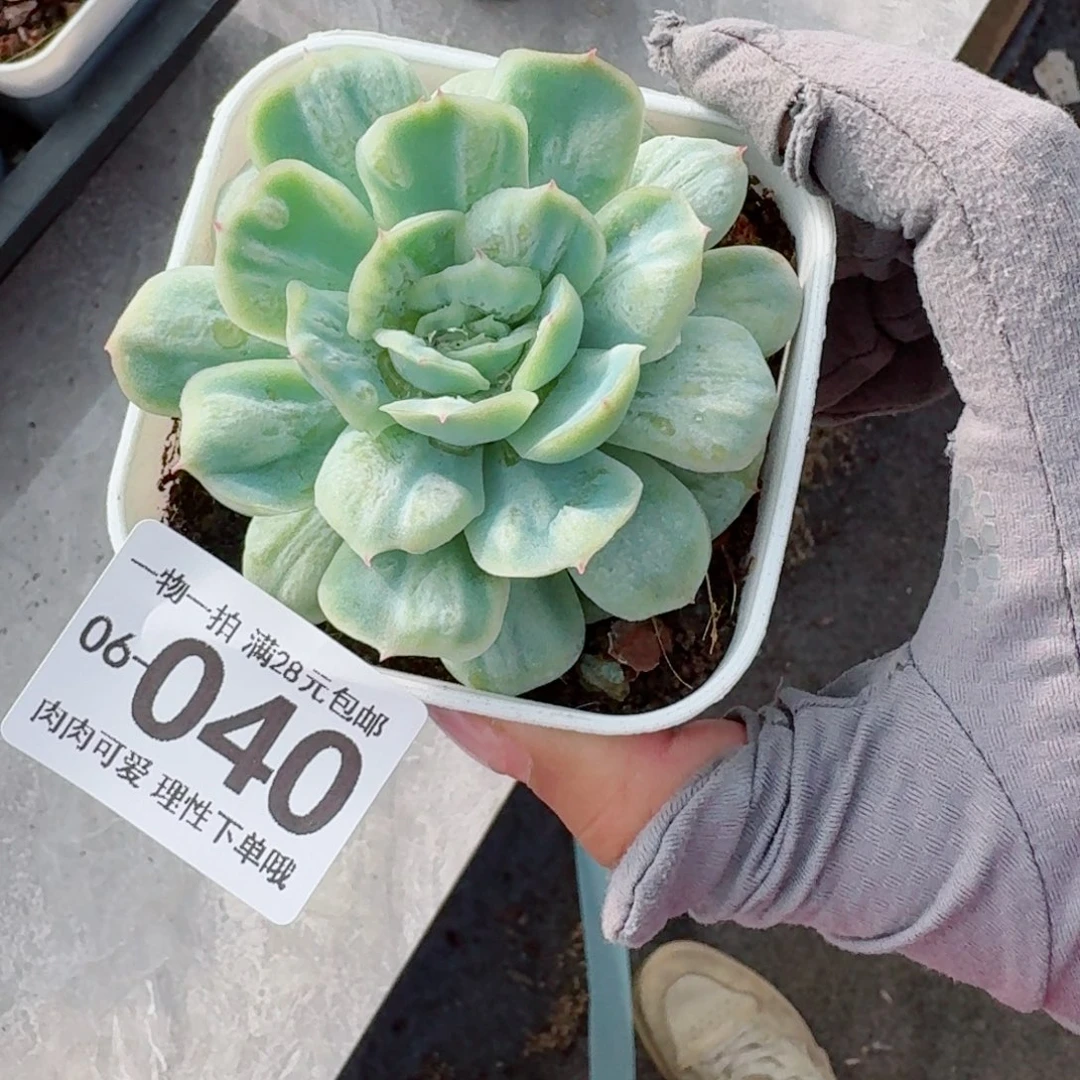 泡泡纱裙无盆土发货无盆土无盆土