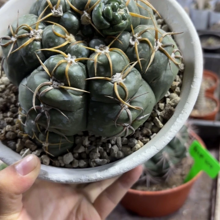 实生大海王好养皮实