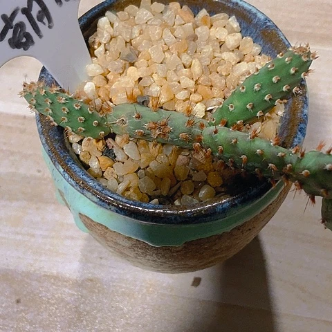 汤***暖仙人掌红花朝日整群不包整