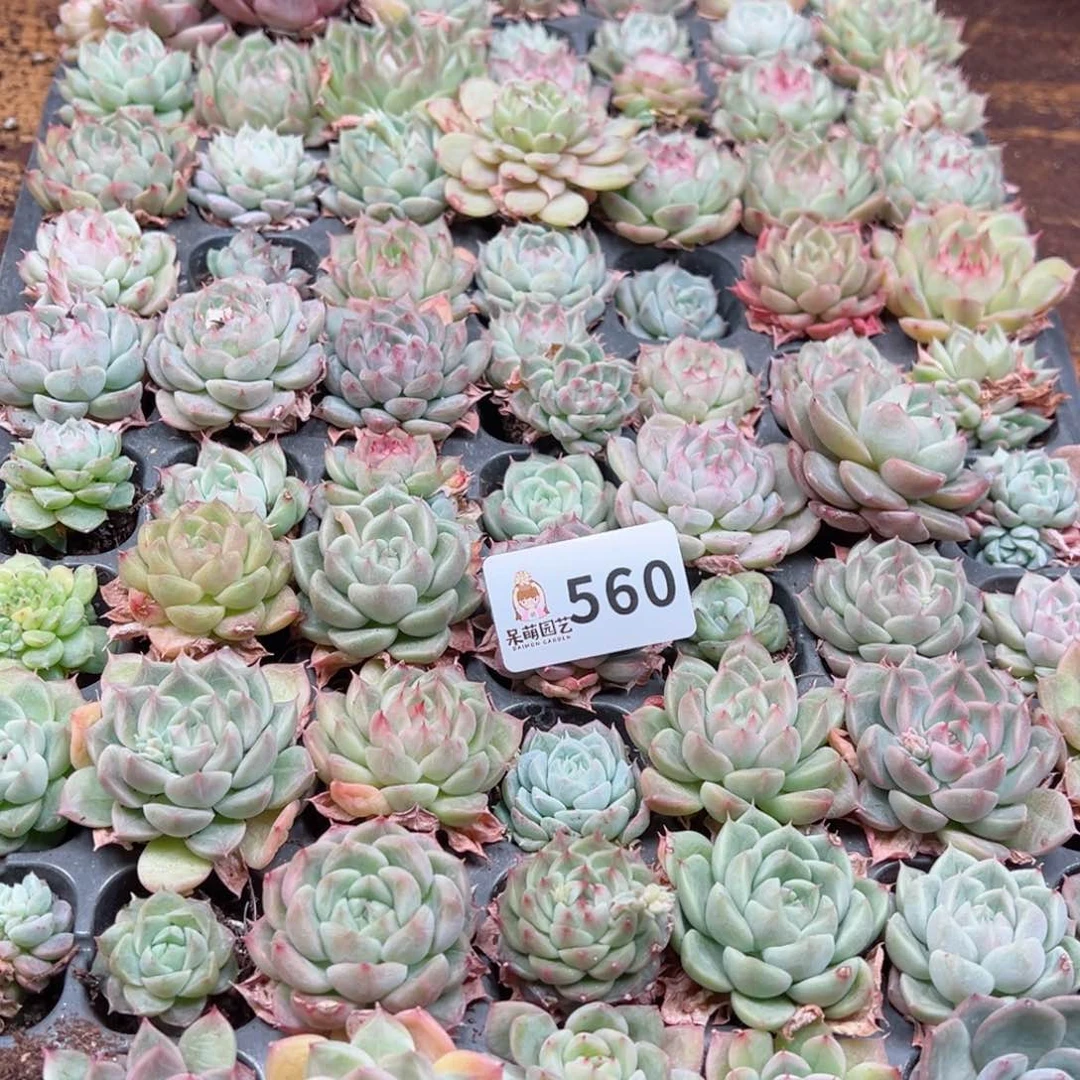 猎*多肉植物多肉植物