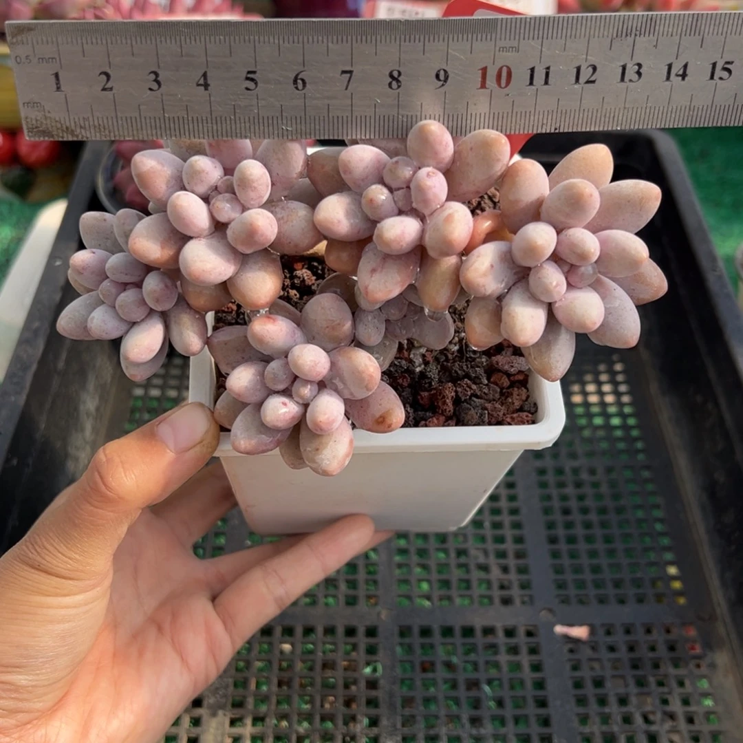 表妹精品多肉植物059.