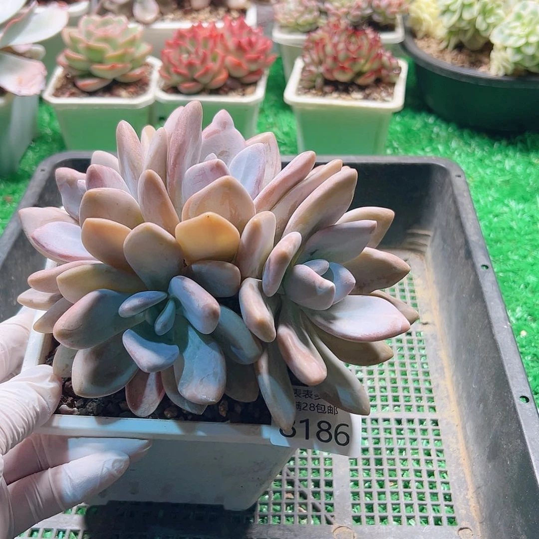 无花朵多肉一物一拍8186