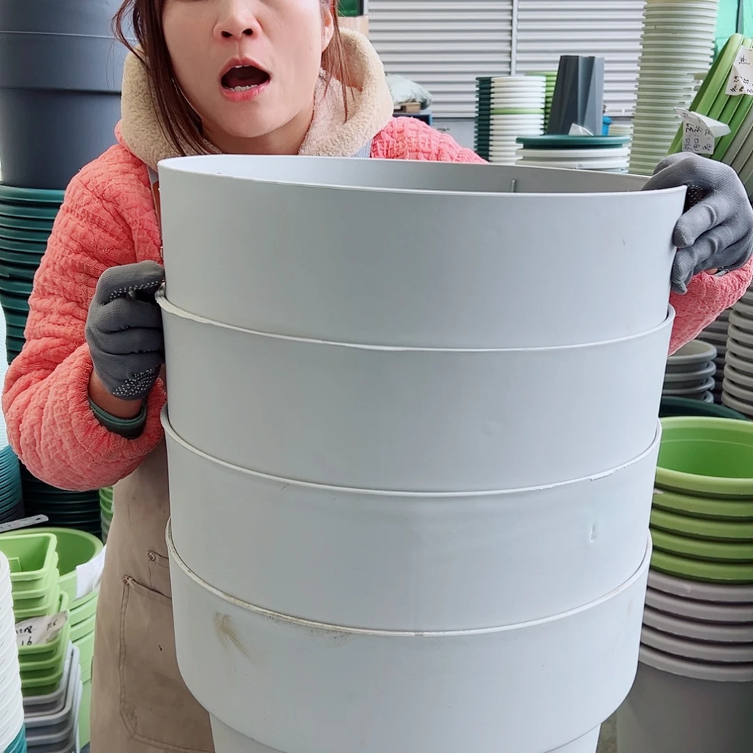 瑕疵月季415#灰白色4个无托