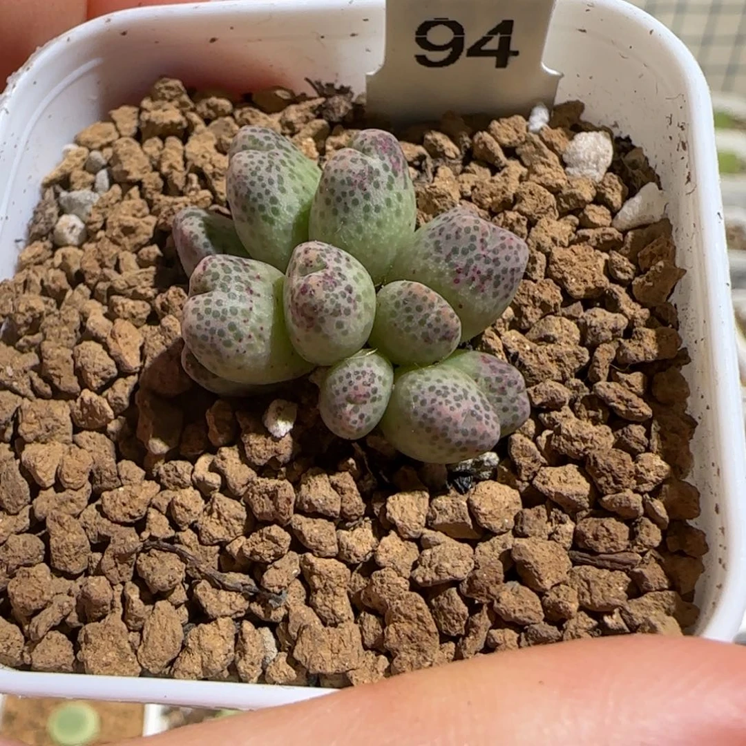 z****肉锥多肉植物组合-草莓斑马母本101