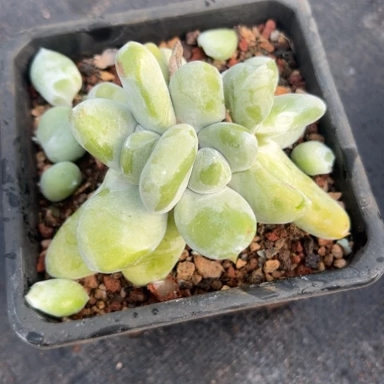 三头绿底拇指～一物一拍就694