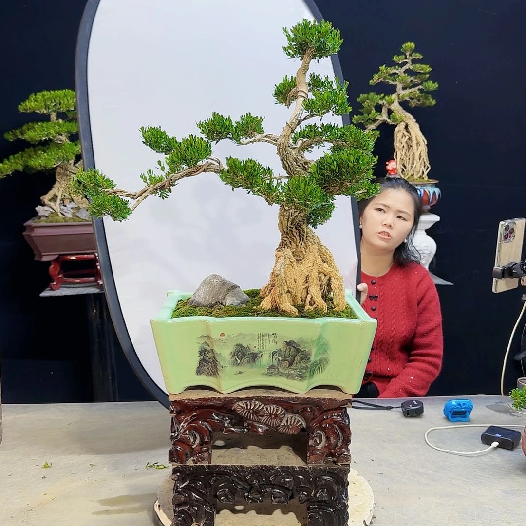 高端盆景艺术作品