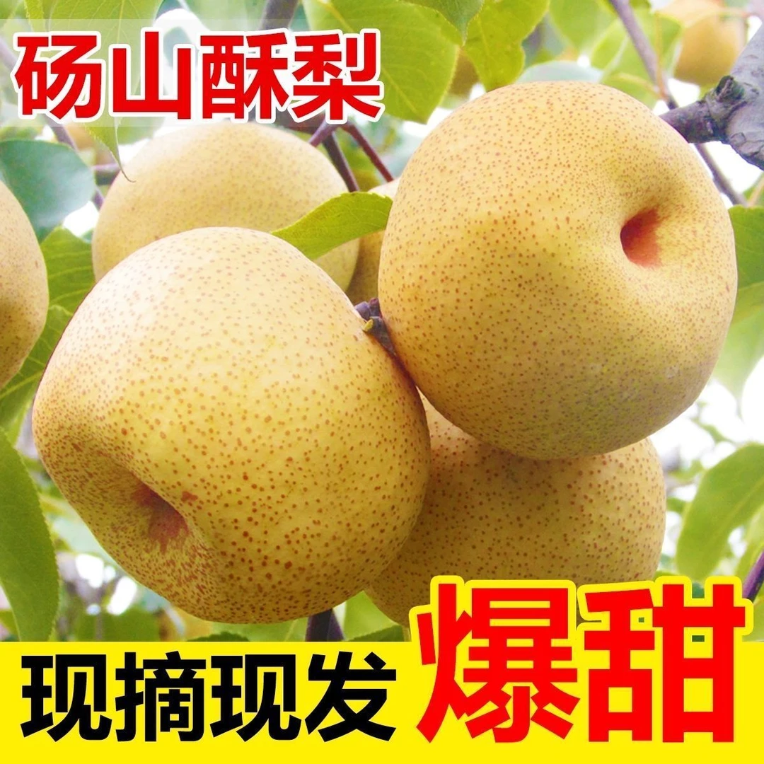 【现摘现发】安徽砀山正宗酥梨脆甜多汁新鲜水果细腻无渣