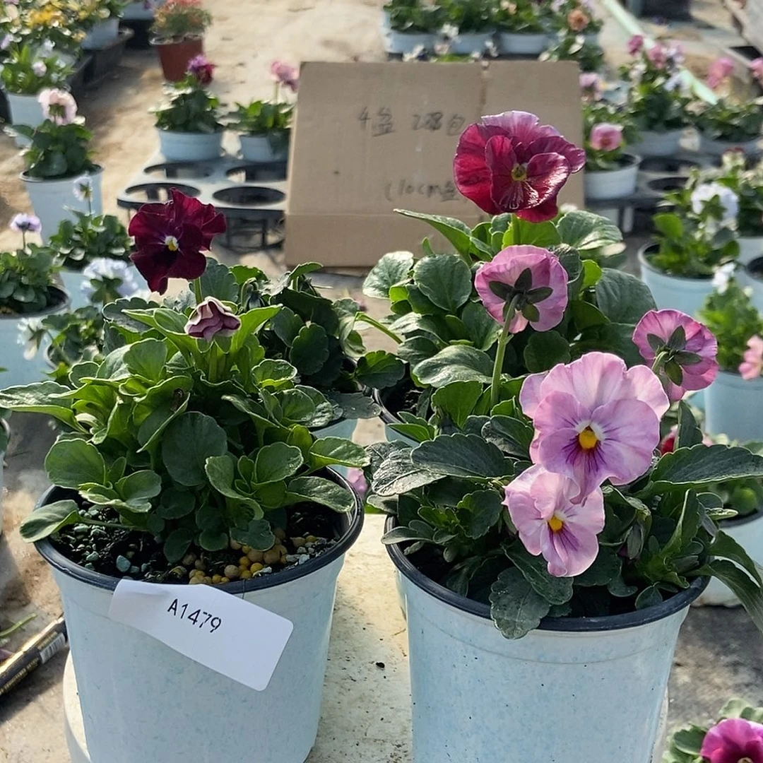 大部分花苞少量开放1479