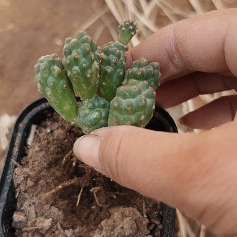 101仙人球的比赛中获得