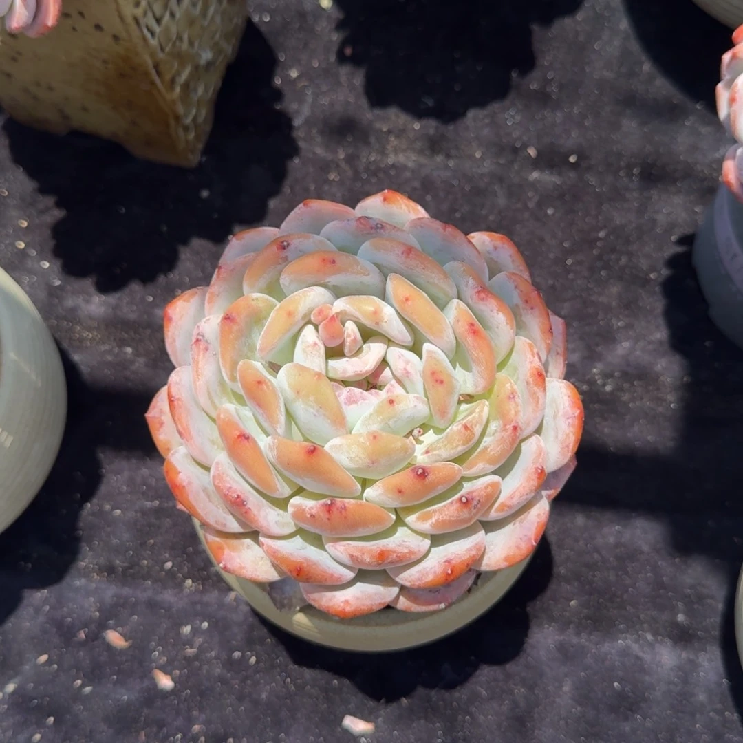 ℳ****瓜精品单头橙子，专拍链接，带盆发货