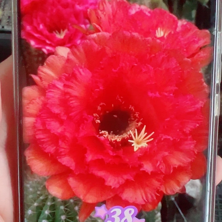 毛花柱38侧芽一棵