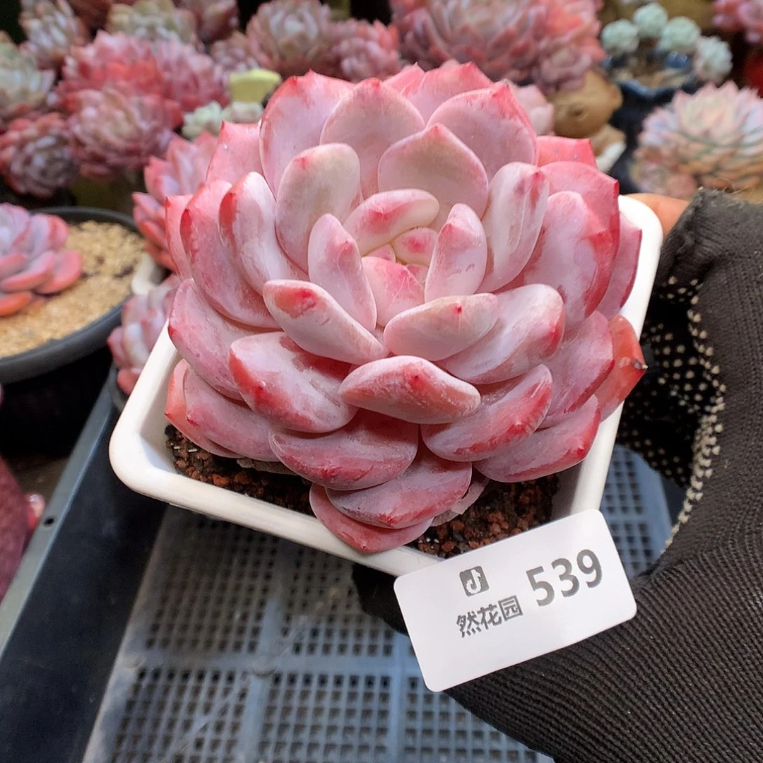 539紫皮雪天使多肉植物6666