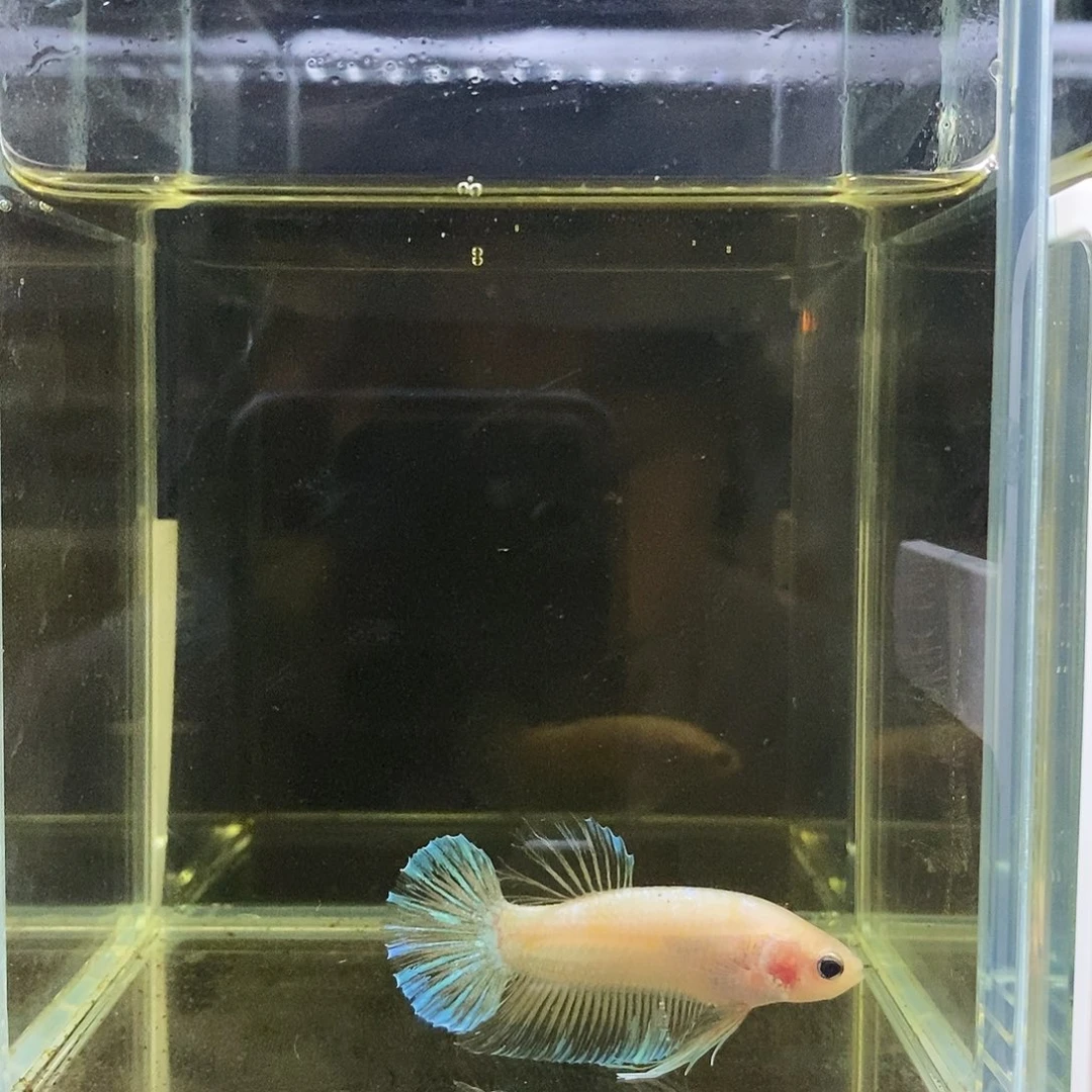 海水鱼192192192192192192