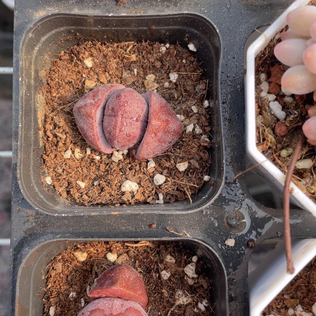 紫元宝多肉9.9包邮发货