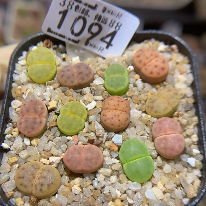 Sss生石花多肉1094