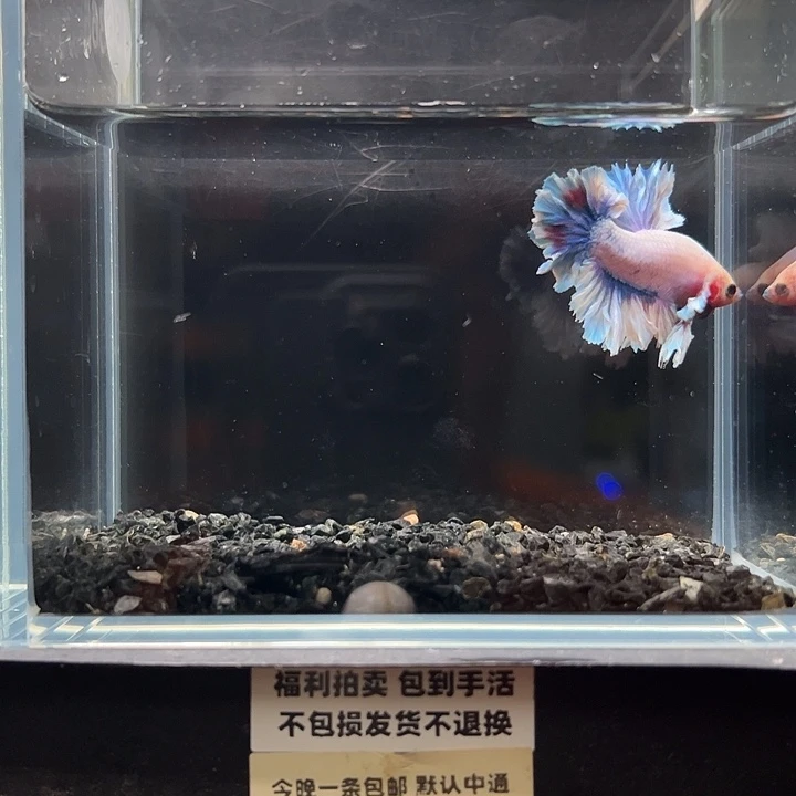 斗鱼竞拍跑单拉黑19日139@