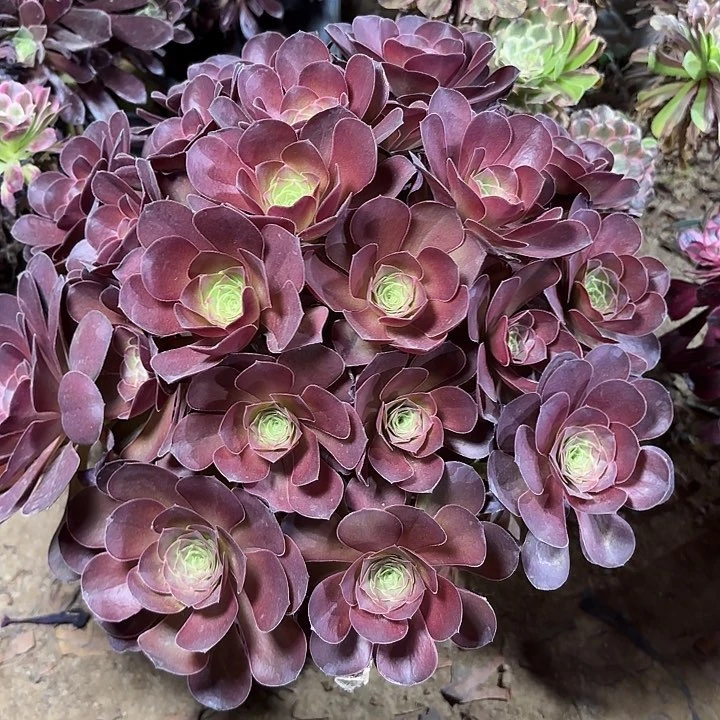 多肉植物魅金玫瑰9