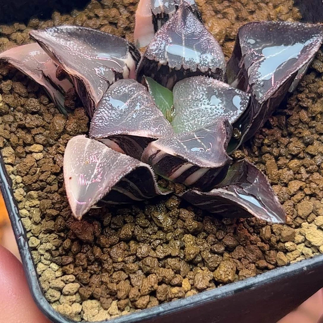 中岛克锦十二卷多肉植物