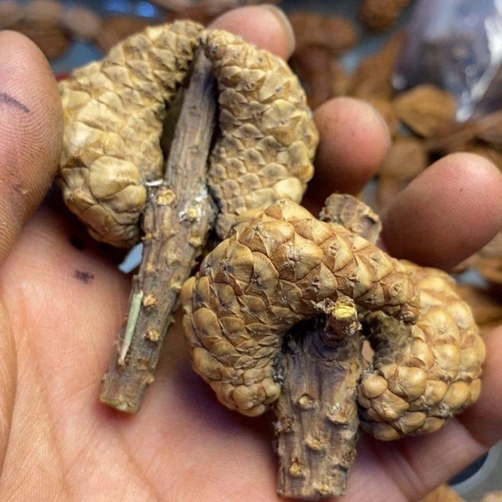 桃核吊坠拿姐工艺172