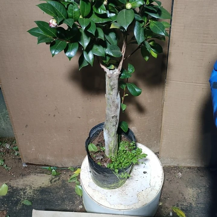 817四品，原盆原土发货，不包邮