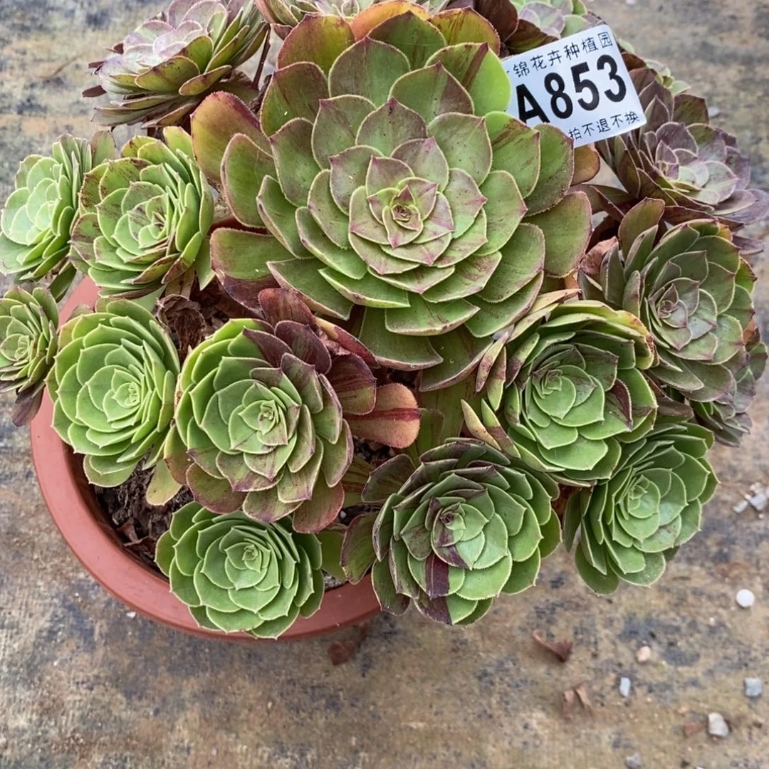 853花月夜妖桩福利