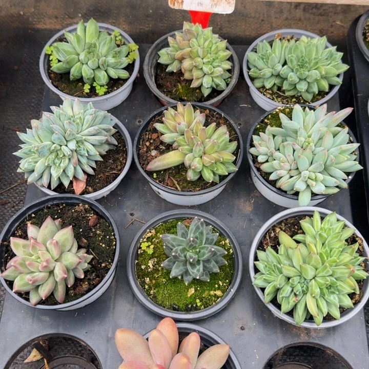 031多肉植物一物一拍