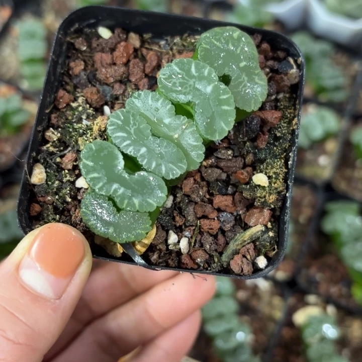 狮子舞玉扇多肉植物