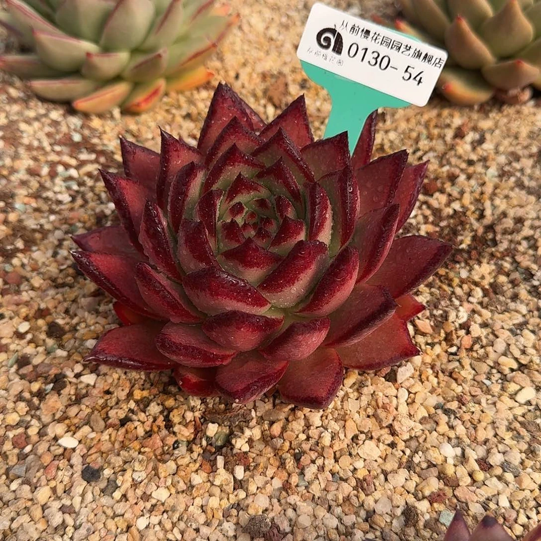 从前慢花园多肉0130-54