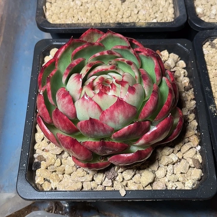 惊鸿仙子多肉植物2334