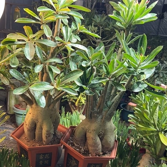 沙漠玫瑰两颗带盆