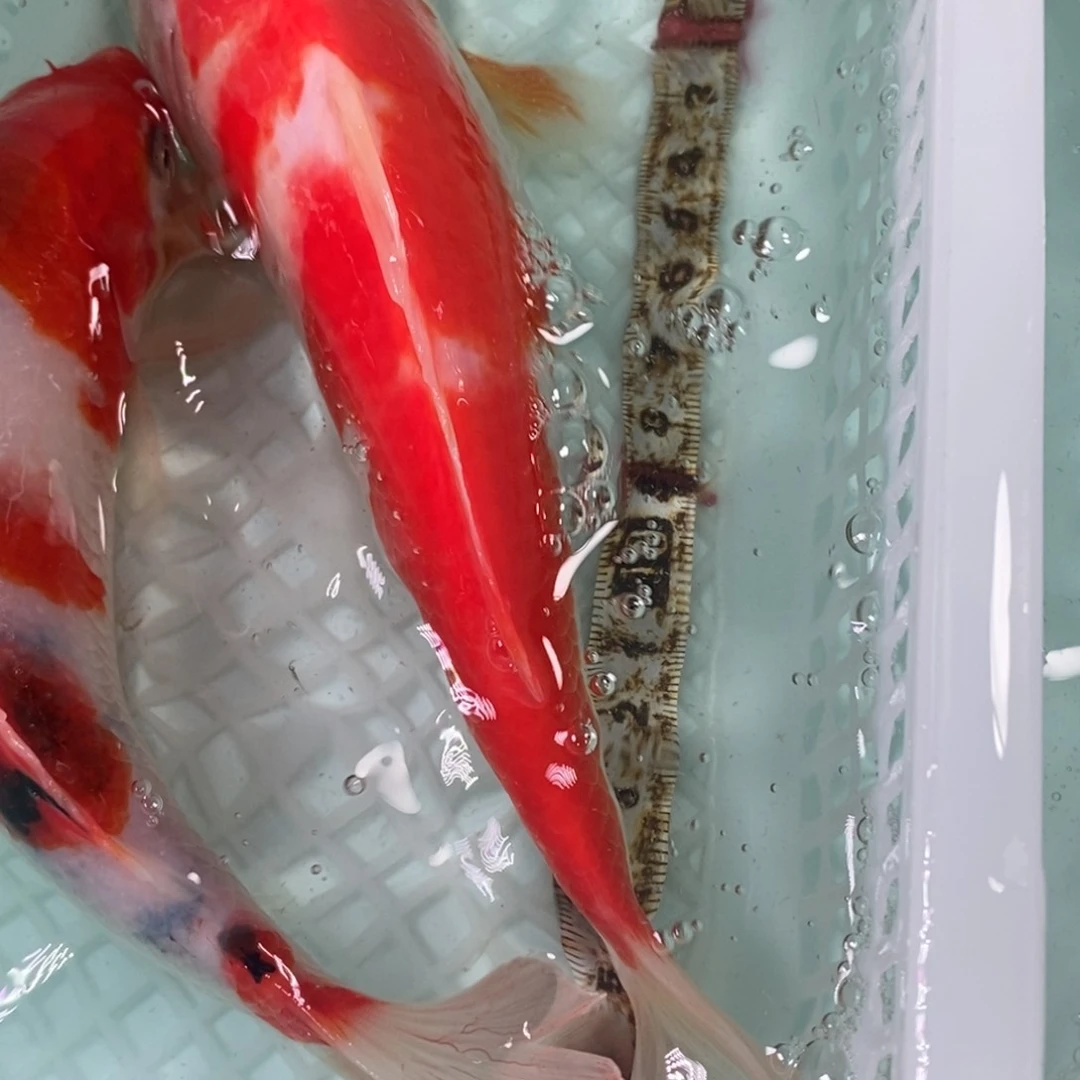 锦鲤冷水锦鲤包邮