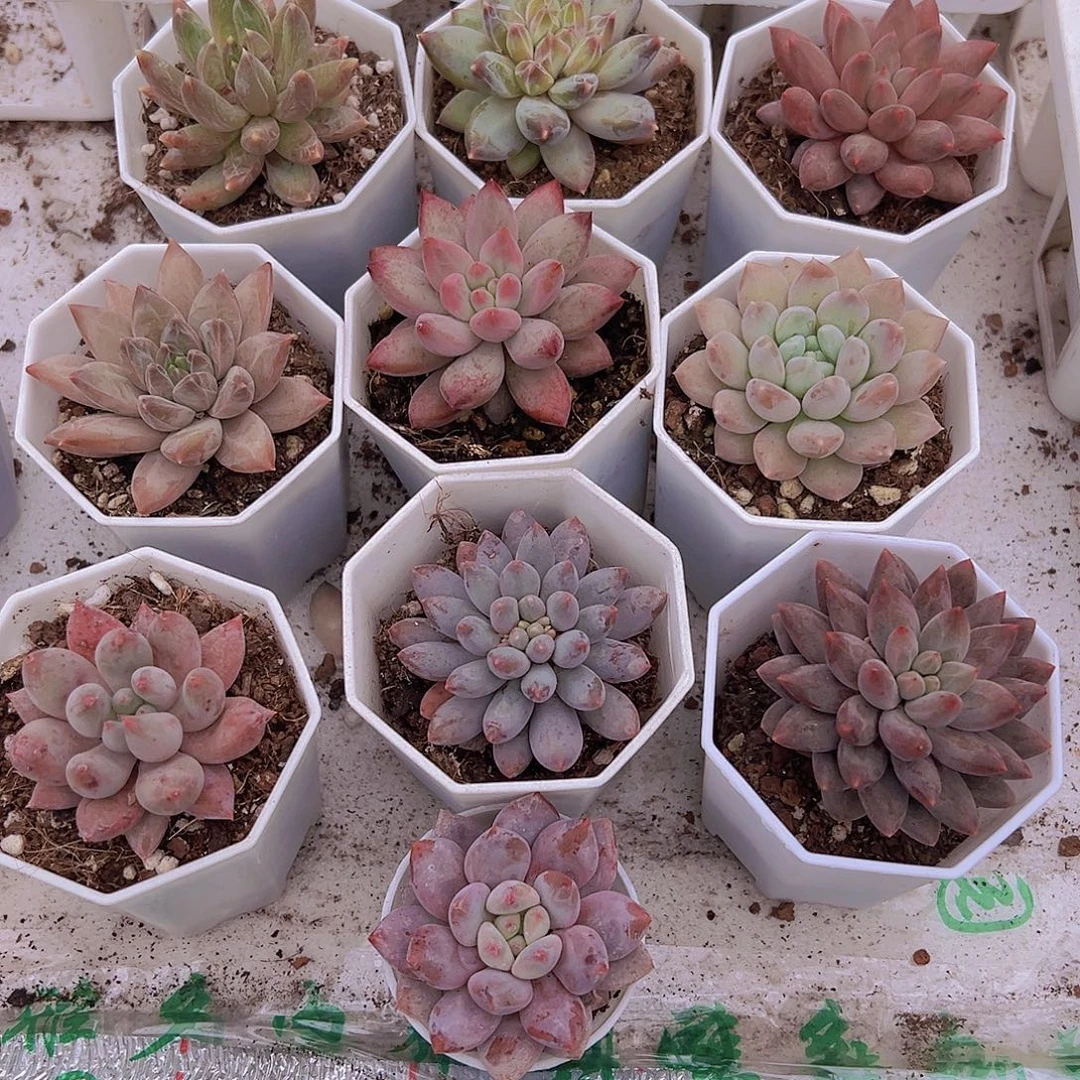 美人系组合10颗白盆发货