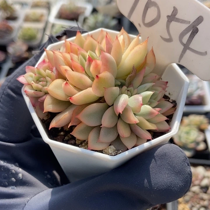 1054女褚锦多肉植物