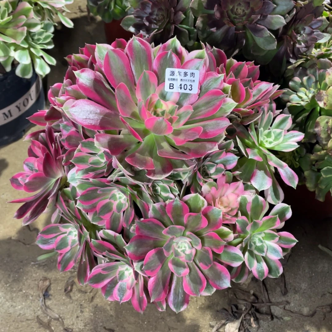 403妖月多肉法师断枝不包