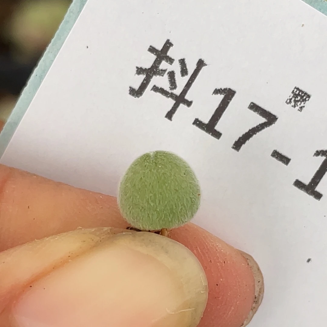 17-105宝辉多肉植物
